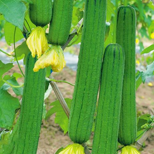 鼎牌優(yōu)比/三比1/6號肉絲瓜種子 早熟高產(chǎn)、四季可種的優(yōu)選蔬菜